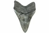 Serrated, Fossil Megalodon Tooth - South Carolina #310027-1